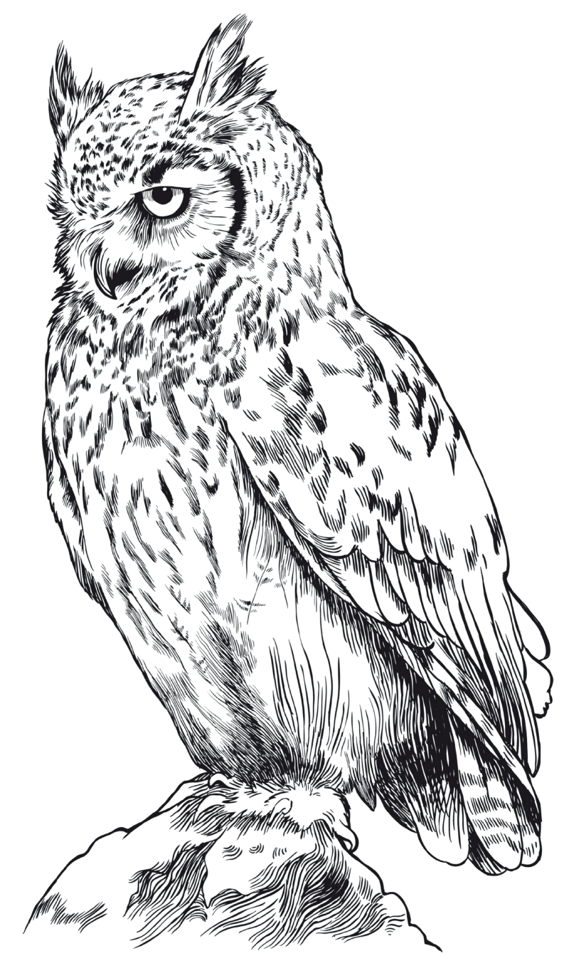 an-owl-mascot-of-entrar-soft-tech-seated-on-a-branch-of-tree