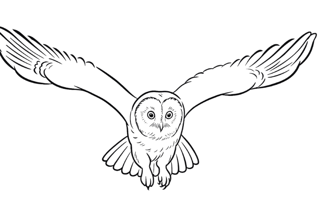 flying-owl-mascot-of-entrar-software-technologies
